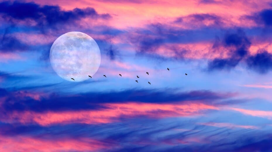 Full moon and flock of birds set against a vibrant sunset sky with pink and blue clouds.